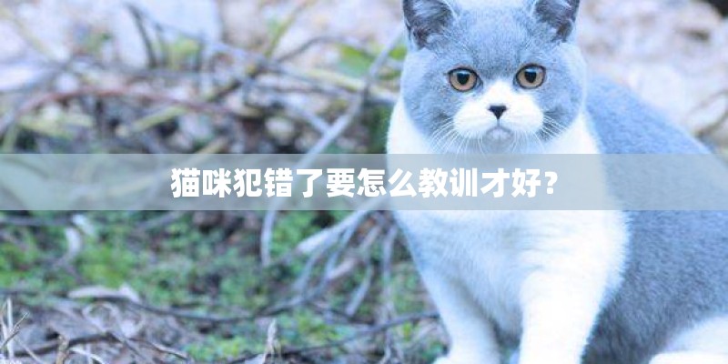 猫咪犯错了要怎么教训才好？