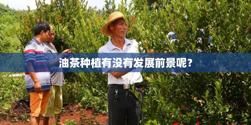 油茶种植有没有发展前景呢？