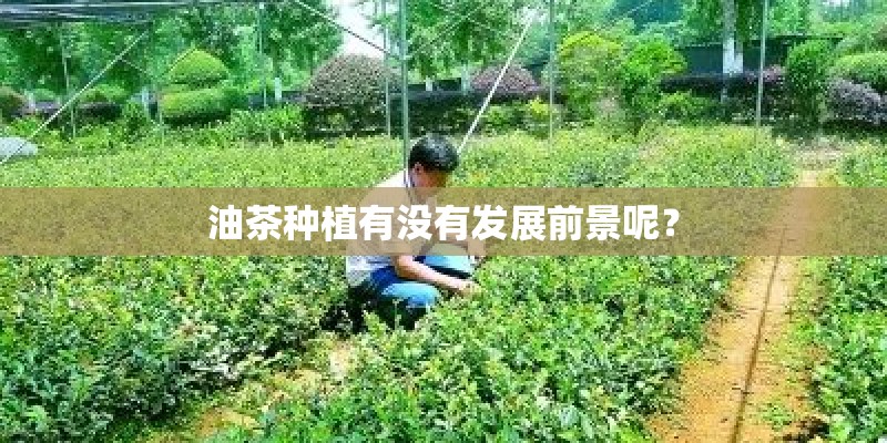 油茶种植有没有发展前景呢？
