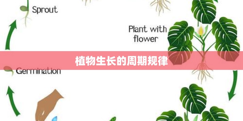 植物生长的周期规律