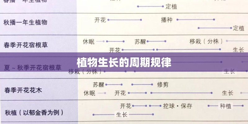 植物生长的周期规律