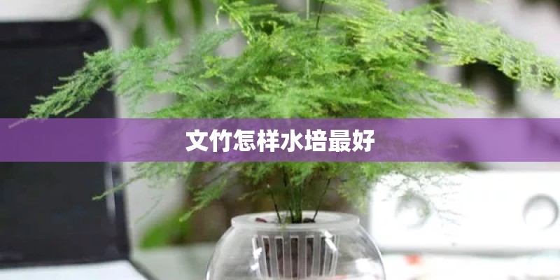 文竹怎样水培最好
