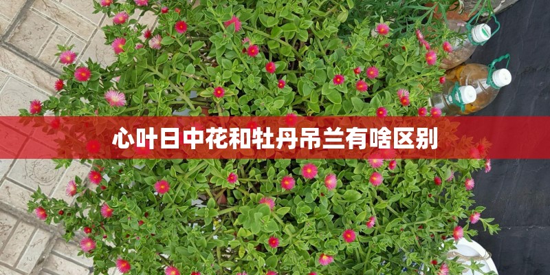 心叶日中花和牡丹吊兰有啥区别