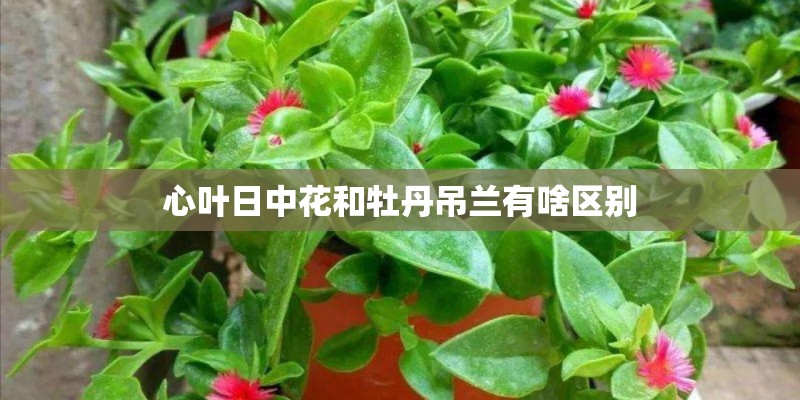 心叶日中花和牡丹吊兰有啥区别