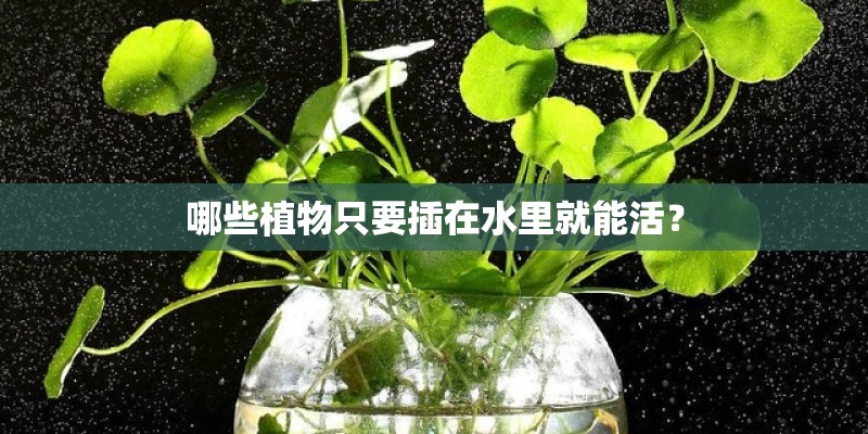 哪些植物只要插在水里就能活？