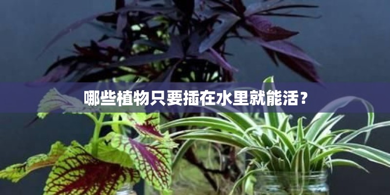 哪些植物只要插在水里就能活？