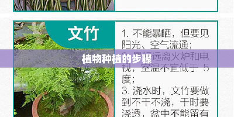 植物种植的步骤