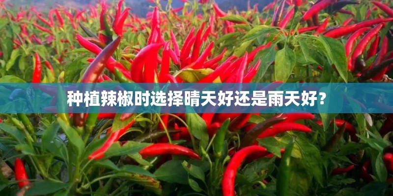 种植辣椒时选择晴天好还是雨天好？