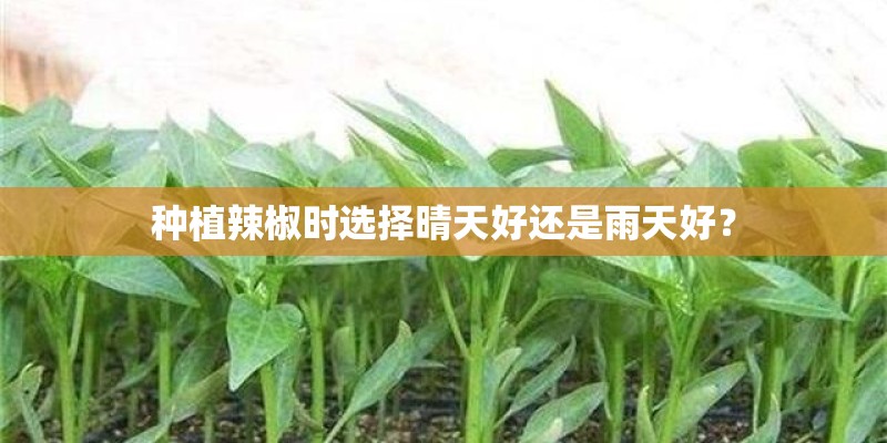 种植辣椒时选择晴天好还是雨天好？
