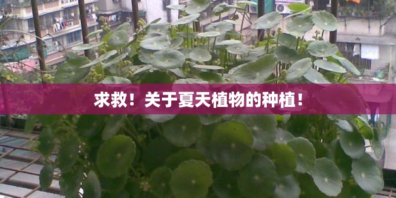 求救！关于夏天植物的种植！