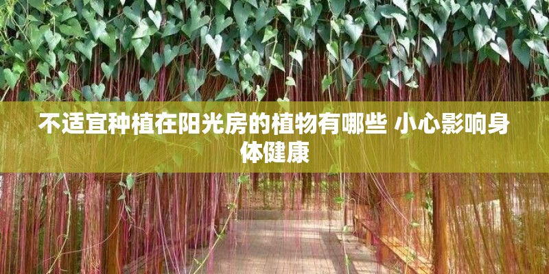 不适宜种植在阳光房的植物有哪些 小心影响身体健康