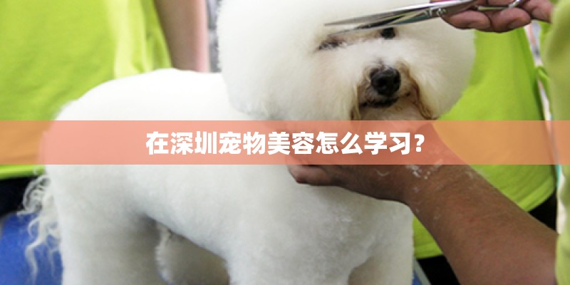在深圳宠物美容怎么学习？