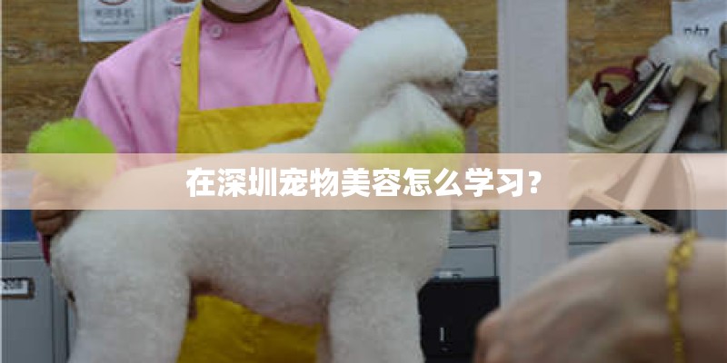 在深圳宠物美容怎么学习？