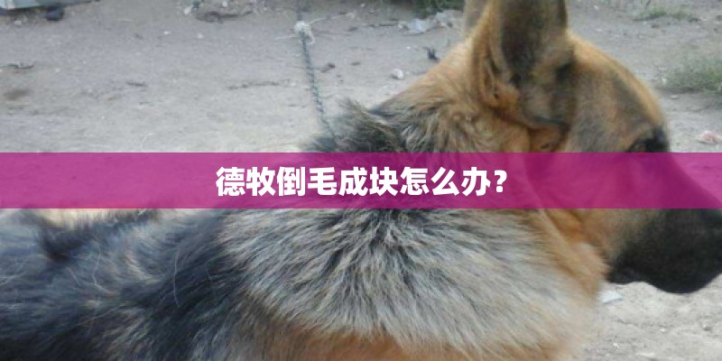 德牧倒毛成块怎么办？