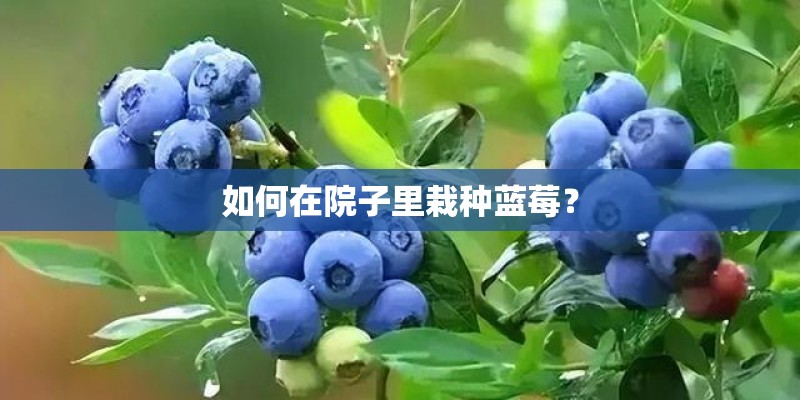 如何在院子里栽种蓝莓？