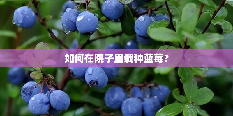 如何在院子里栽种蓝莓？