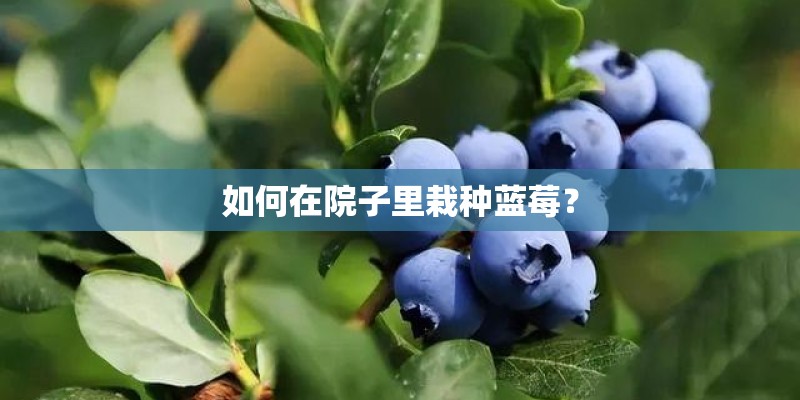 如何在院子里栽种蓝莓？