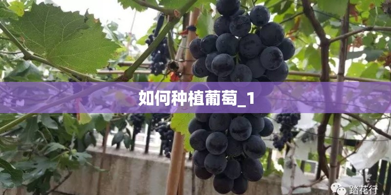 如何种植葡萄_1