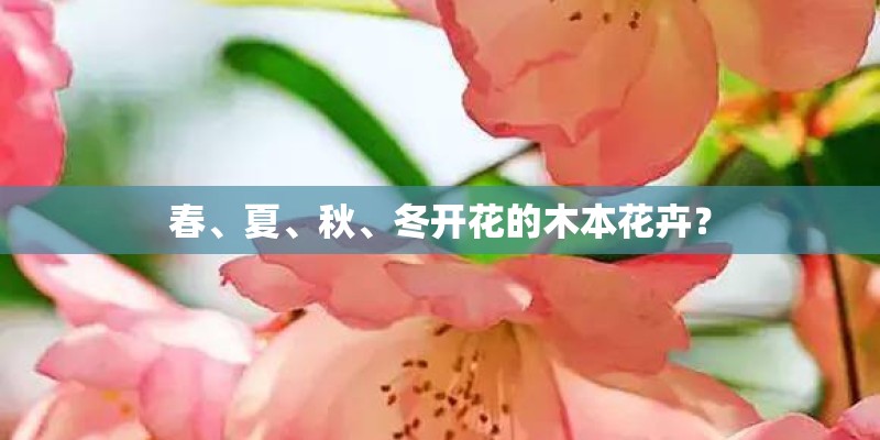 春、夏、秋、冬开花的木本花卉？