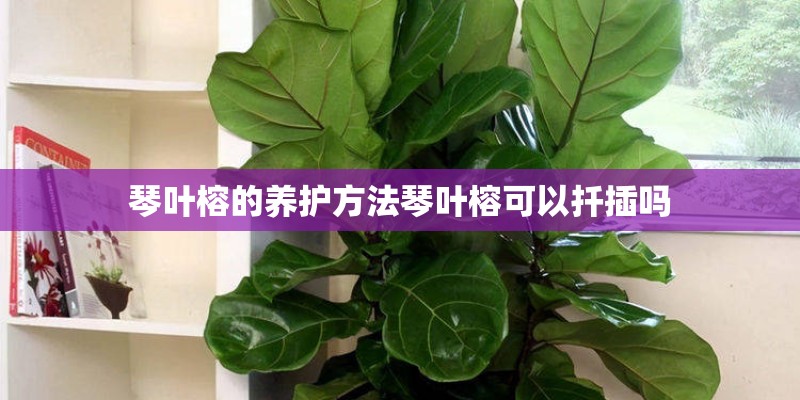 琴叶榕的养护方法琴叶榕可以扦插吗