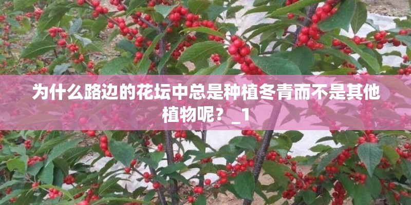 为什么路边的花坛中总是种植冬青而不是其他植物呢？_1