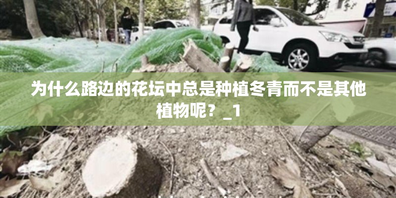 为什么路边的花坛中总是种植冬青而不是其他植物呢？_1