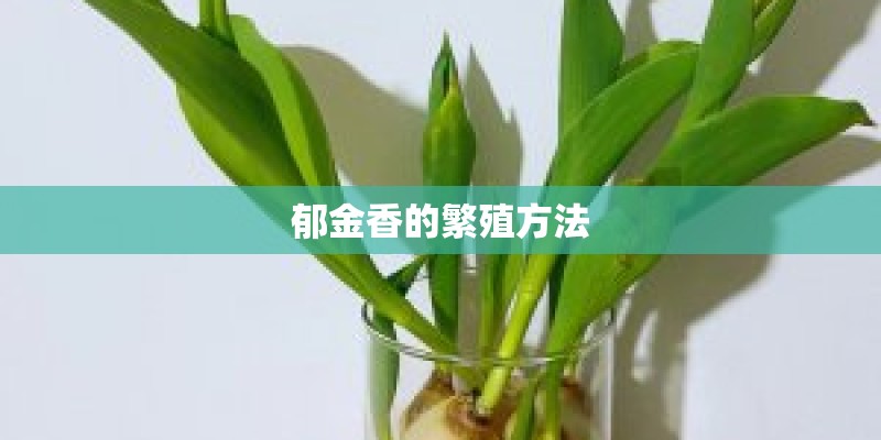 郁金香的繁殖方法
