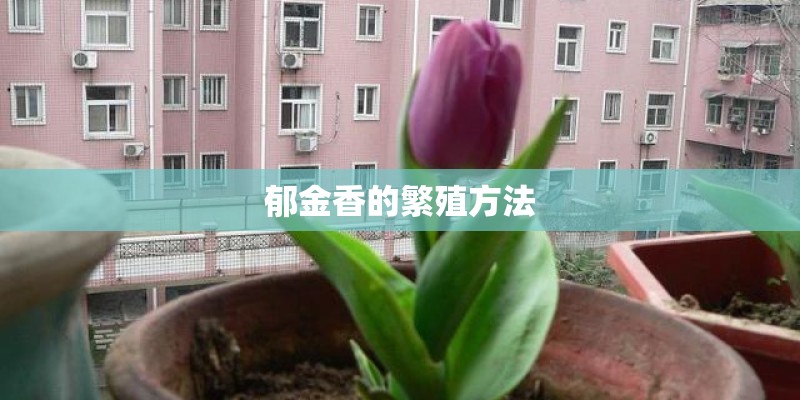 郁金香的繁殖方法