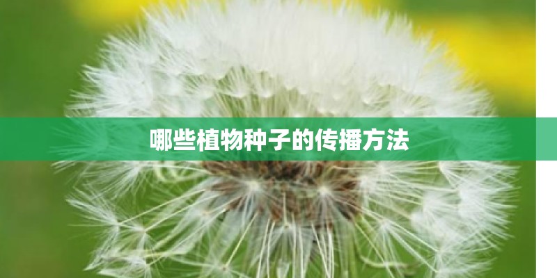 哪些植物种子的传播方法