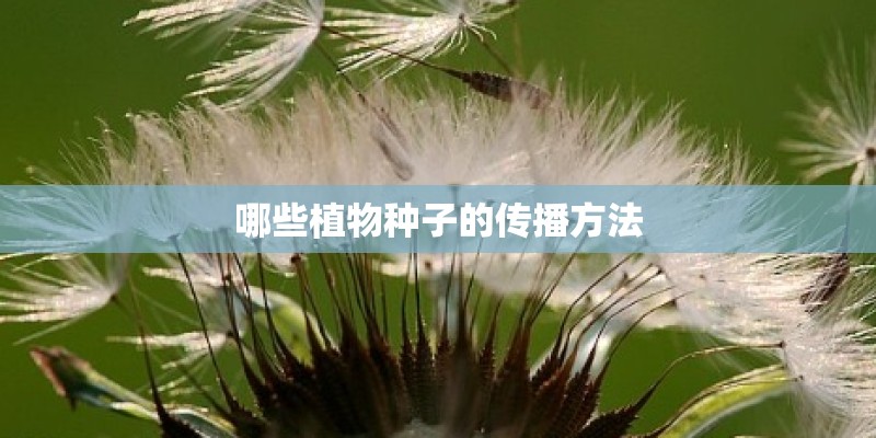 哪些植物种子的传播方法