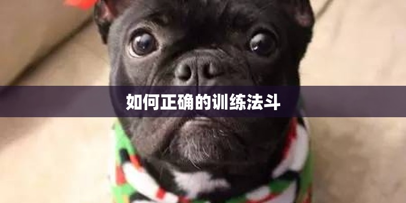 如何正确的训练法斗