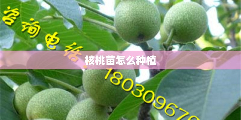 核桃苗怎么种植