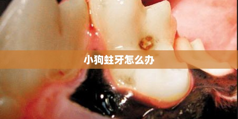 小狗蛀牙怎么办