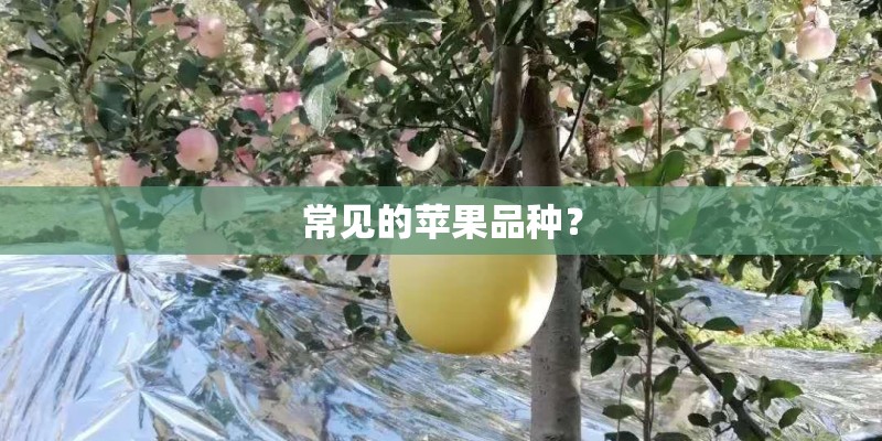 常见的苹果品种？