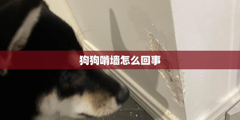 狗狗啃墙怎么回事
