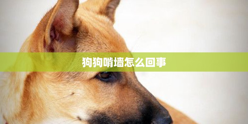 狗狗啃墙怎么回事