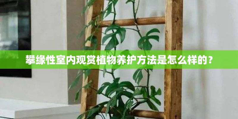 攀缘性室内观赏植物养护方法是怎么样的？