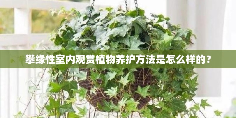 攀缘性室内观赏植物养护方法是怎么样的？