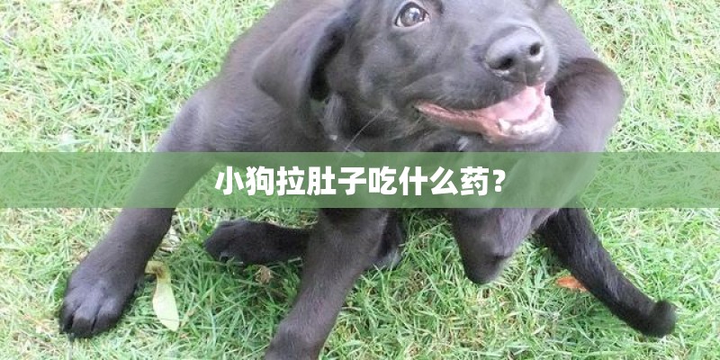 小狗拉肚子吃什么药？