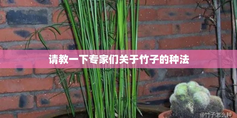 请教一下专家们关于竹子的种法