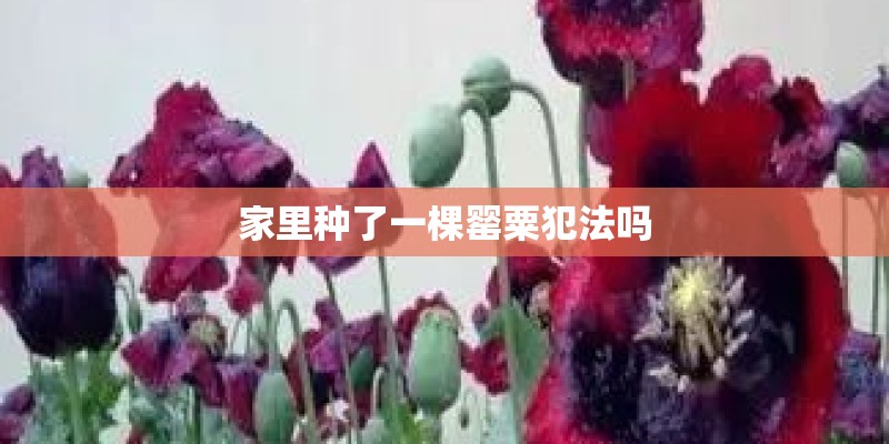 家里种了一棵罂粟犯法吗
