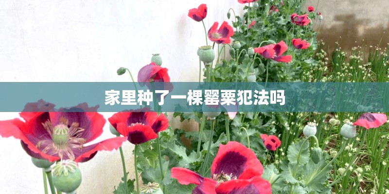 家里种了一棵罂粟犯法吗