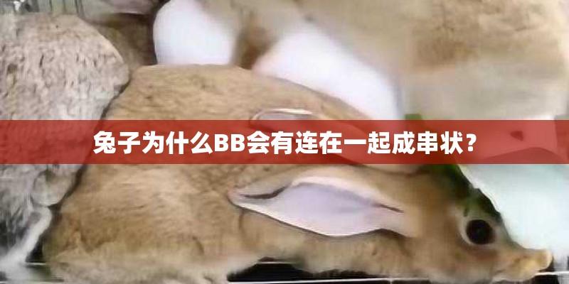 兔子为什么BB会有连在一起成串状？