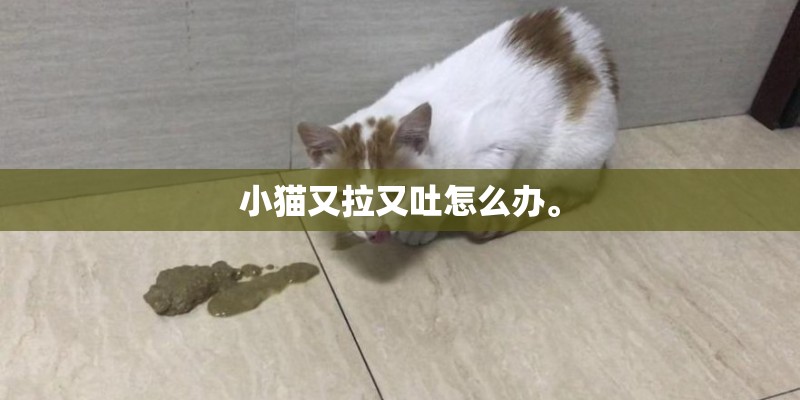 小猫又拉又吐怎么办。