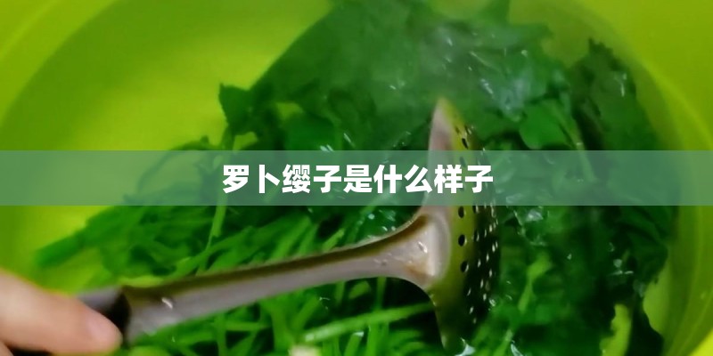 罗卜缨子是什么样子