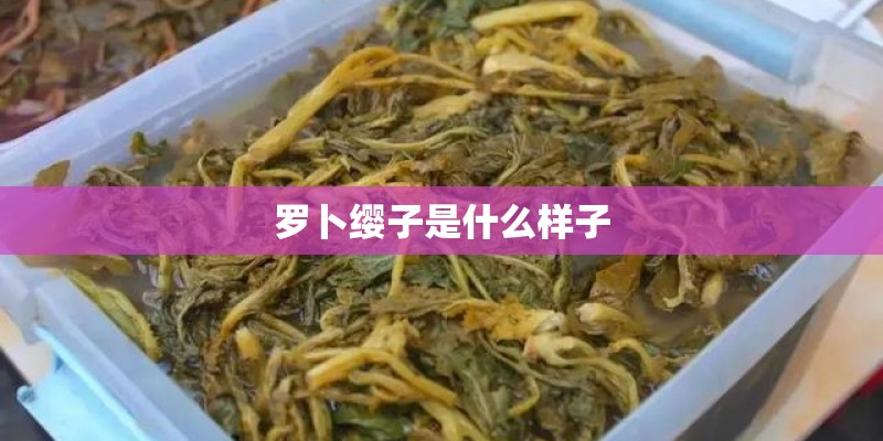 罗卜缨子是什么样子
