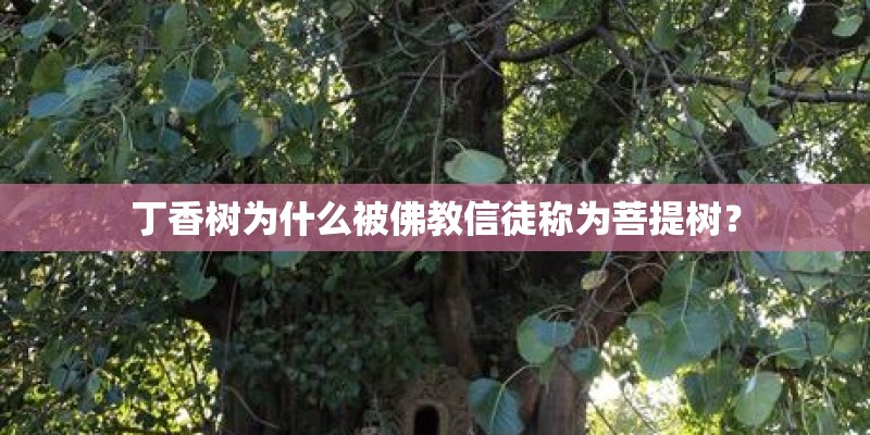 丁香树为什么被佛教信徒称为菩提树？