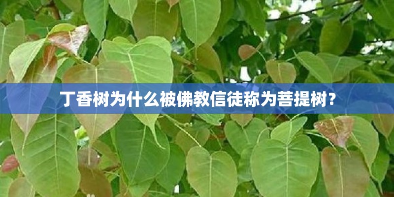 丁香树为什么被佛教信徒称为菩提树？