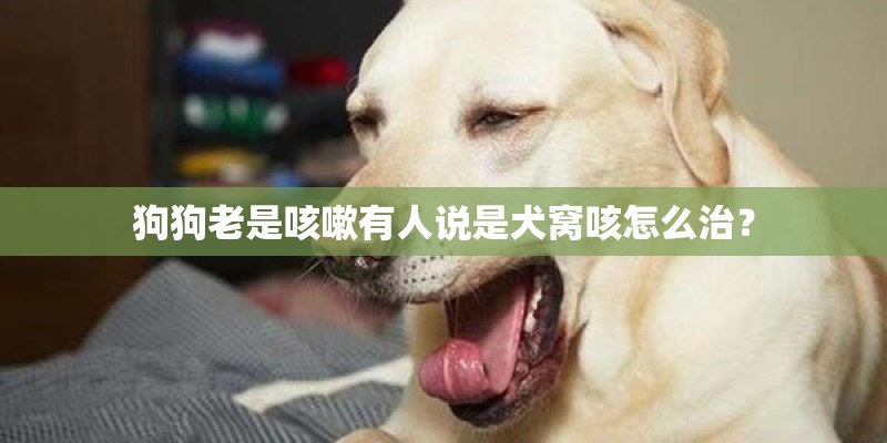 狗狗老是咳嗽有人说是犬窝咳怎么治？