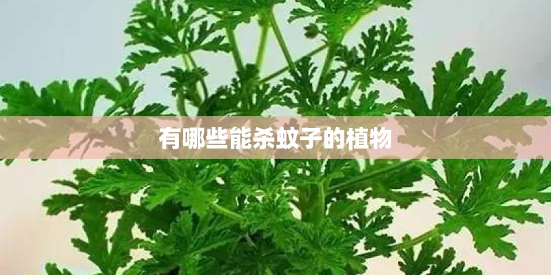 有哪些能杀蚊子的植物